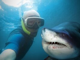 more-sharks-shark-selfie-285735722